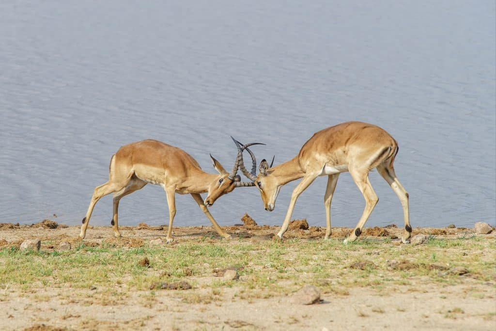 Ras Al Khor Wildlife Sanctuary